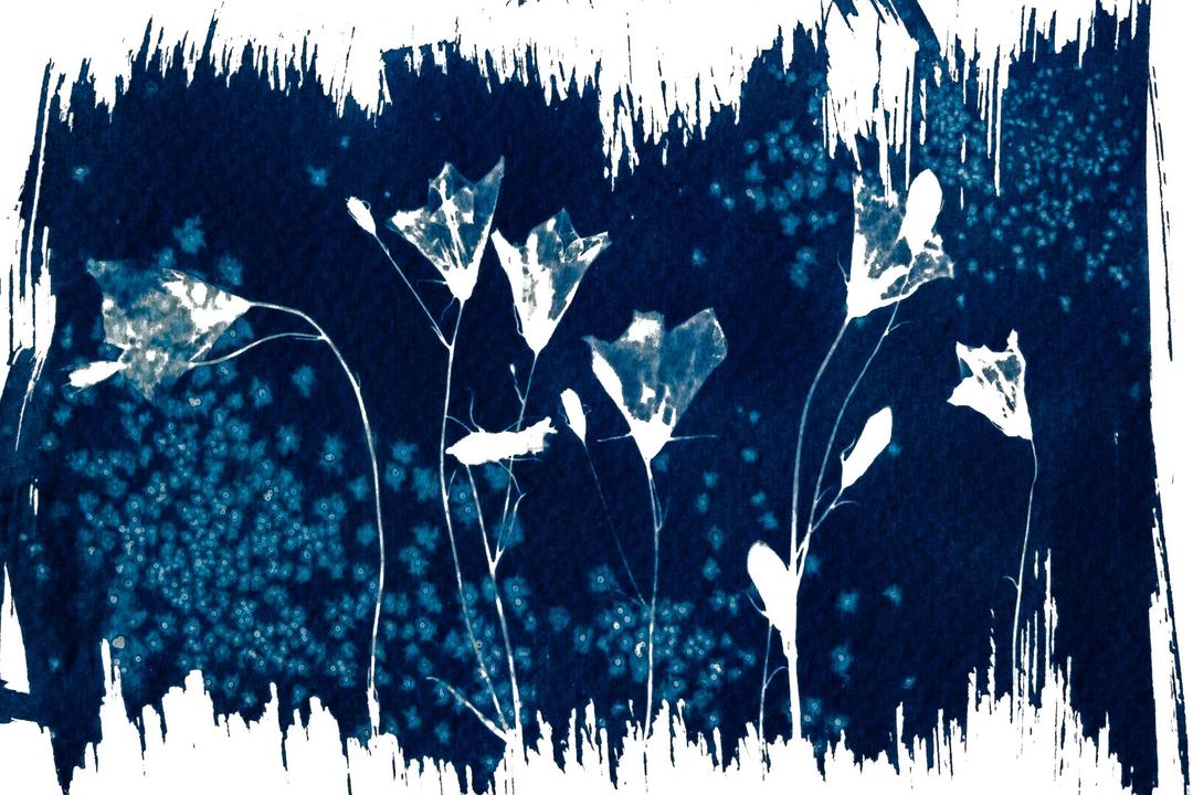 Glockenblumen als Cyanotypie