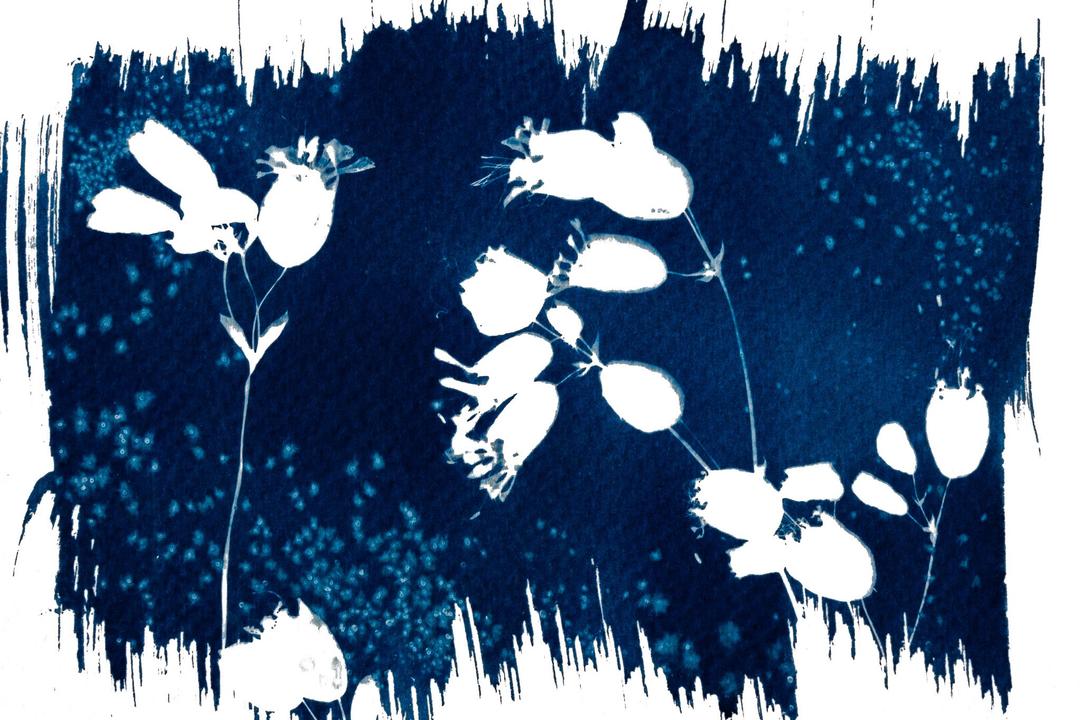 Blumen von Magerwiesen als Cyanotypie